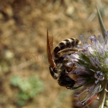 Lasioglossum sp-1