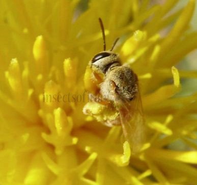 Lasioglossum sp-2