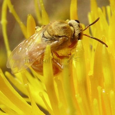 Lasioglossum sp-3
