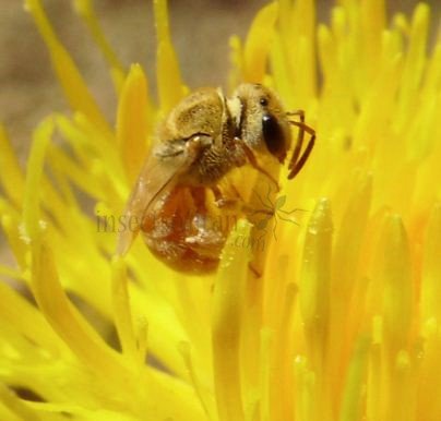 Lasioglossum sp-4