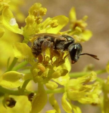 Lasioglossum sp-5
