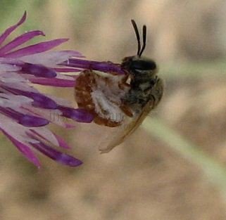 Lasioglossum sp-7