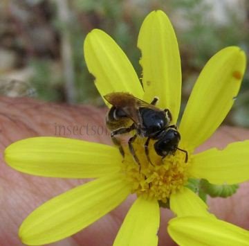 Lasioglossum sp-8
