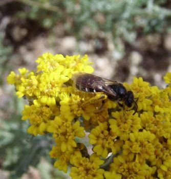 Lasioglossum sp-9