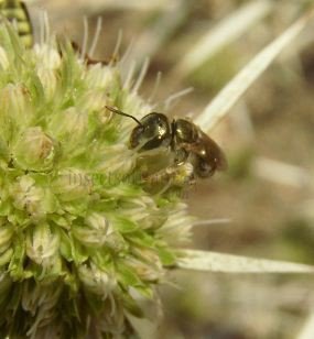 Lasioglossum tegulariforme -1
