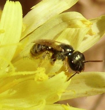 Lasioglossum tegulariforme -3