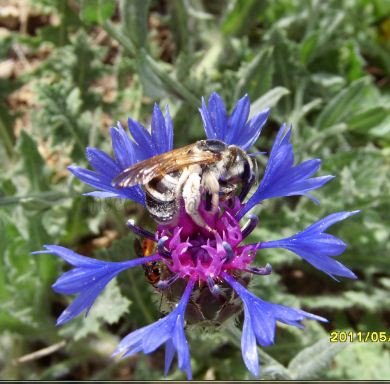 Lasioglossum xanthopus -2