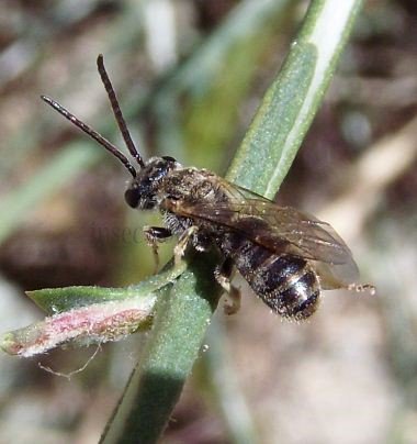 Lasioglossum zonulum-1