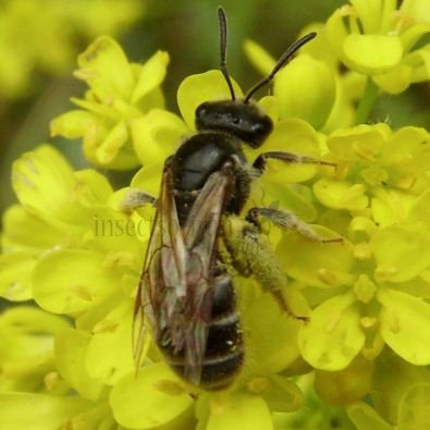 Lasioglossum zonulum-2
