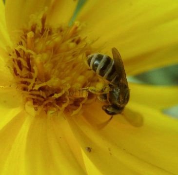 Lasioglossum zonulum-4