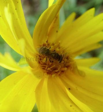 Lasioglossum zonulum-5