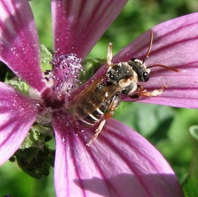 Nomia sp-1
